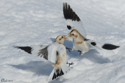 Plectrophane des neiges - Snow bunting