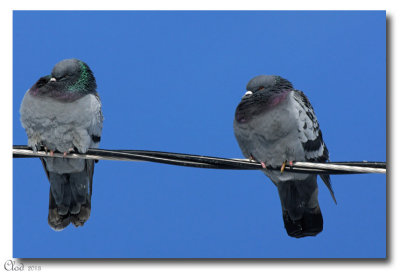 Pigeons biset - Rock Pigeons