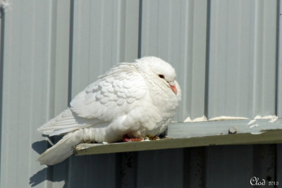 Pigeon biset albinos- Albino Rock Pigeon