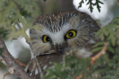 Petite Nyctale - Northern Saw-whet Owl