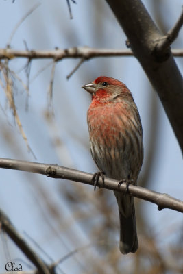 Roselier familier - House finch