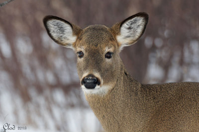 Cerf de Virginie - White-tailed Deer