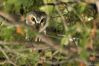 Petite Nyctale - Northern Saw-whet Owl