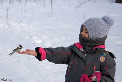 Hlose et msange - Hlo feeding its chickadee