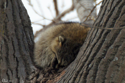 Raton laveur bien endormi - Sleeping Raccoon
