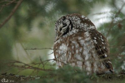 Nyctale de Tengmalm - Boreal Owl