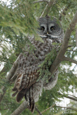 Chouette lapone - Great Gray Owl