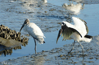 Tantales d'Amrique - Wood Storks