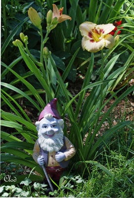 Nain de jardin  - Garden gnome