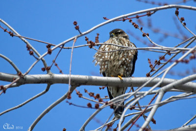 Faucon merillon - Merlin