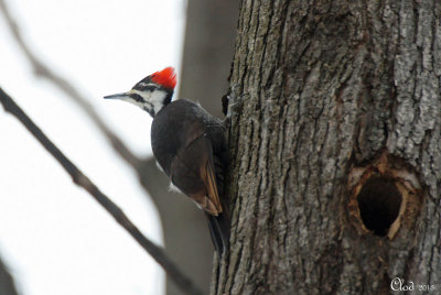 Grand Pic - Pileated Woodpecker