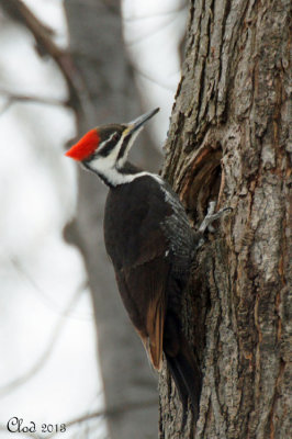 Grand Pic - Pileated Woodpecker