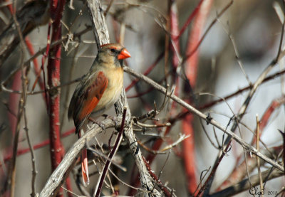 Cardinal rouge (femelle) - Northern Cardinal (female)