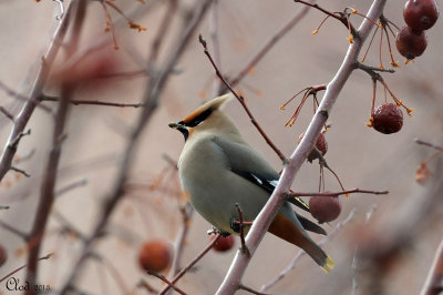 Jaseur boral - Bohemian Waxwing 