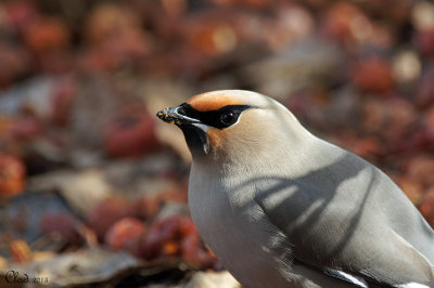 Jaseur boral - Bohemian Waxwing 
