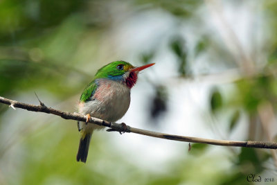 Todier de Cuba - Cuban Tody