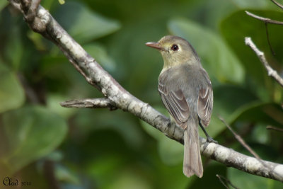 Viro de Cuba - Cuban Vireo