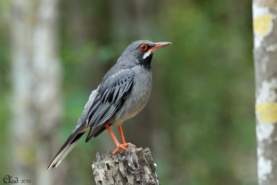 Merle vantard - Red-legged Thrush