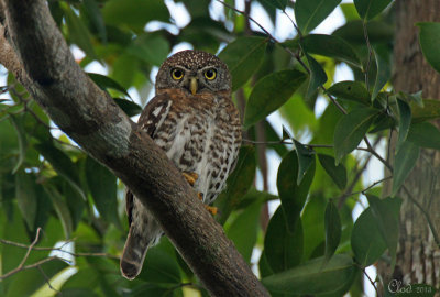 Chevchette de Cuba - Cuban Pygmy-Owl