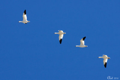 Oies des neiges - Snow Geese