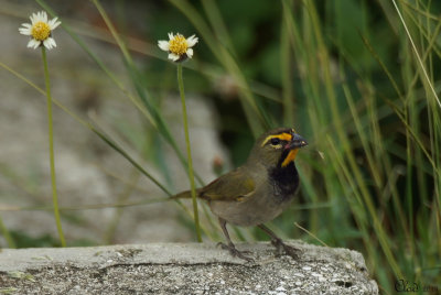 Sporophile grand-chanteur - Yellow-faced Grassquit