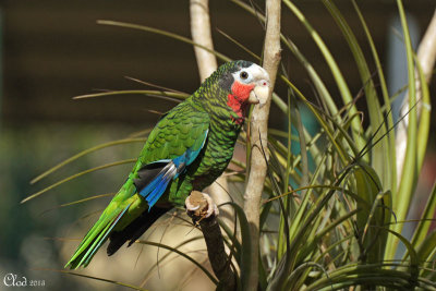 Amazone de Cuba - Rose-throated Parrot