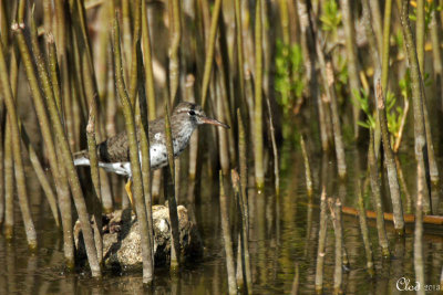 Chevalier grivel - Spotted Sandpiper