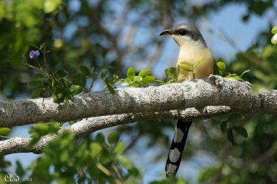 Coulicou Manioc - Mangrove Cuckoo