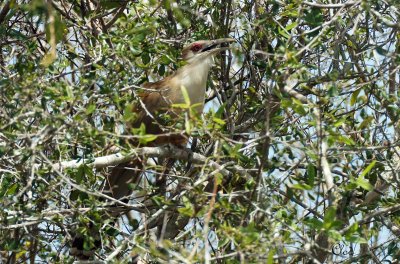 Tacco de Cuba - Great Lizard-Cuckoo