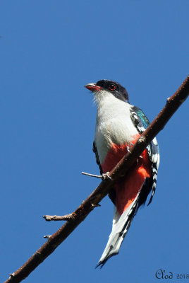 Trogon de Cuba - Cuban Trogon