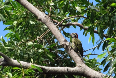 Pic poignardé - Cuban green Woodpecker