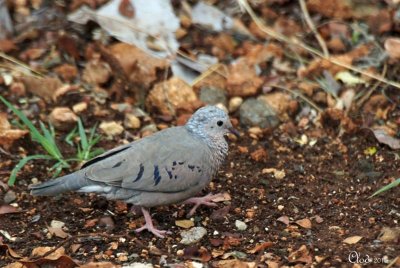 Colombe  queue noire- Common Ground-Dove