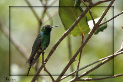 meraude de Riccord - Cuban Emerald (male)