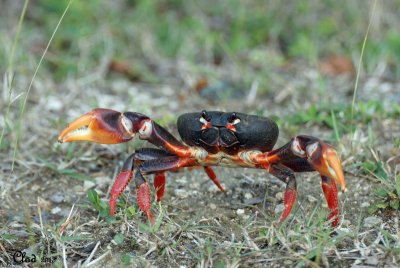 Crabe de terre - Land crab