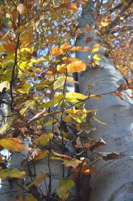 DSC_0356.jpg