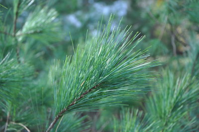 DSC_0394.JPG