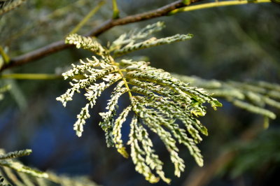 DSC_0466.JPG