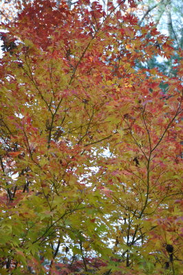 DSC_0389.jpg