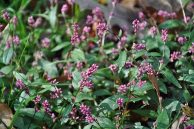 DSC_0421.JPG