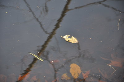 DSC_0457.JPG