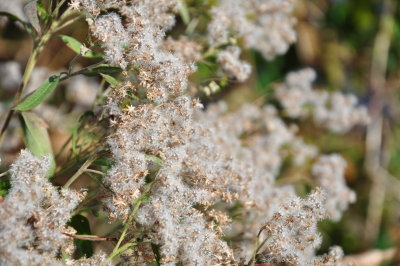 DSC_0474.JPG