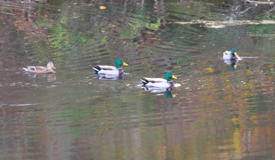 DSC_0504.JPG