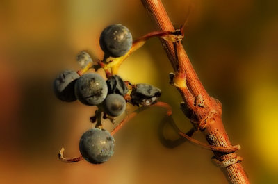 hahn grapes.jpg