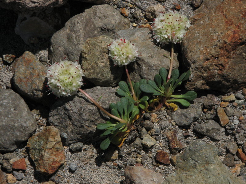 IMG_0372Pussypaws, Calyptridium umbellatum.JPG