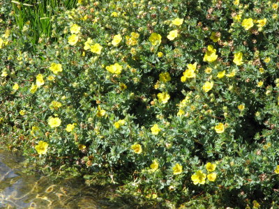 IMG_0391Cinuefoil Potentilla sp.JPG