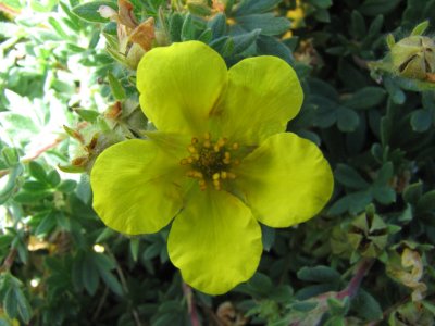 IMG_0393Cinuefoil Potentilla sp.JPG