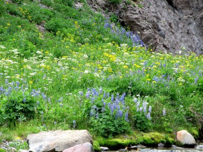 IMG_0335Wildflowers Grays lovage lupine arnica.JPG