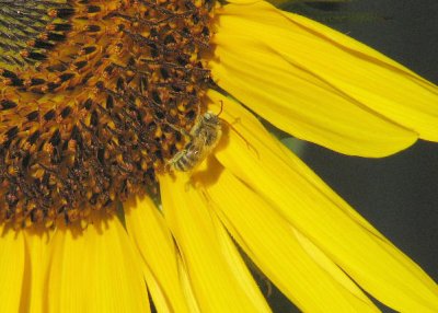 Honey Bee on Sunflower_6