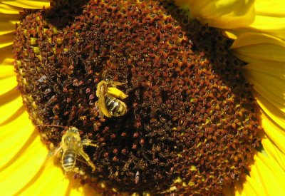 Honey Bees on Sunflower_2