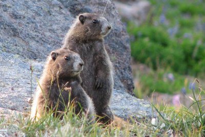 Young hoary marmots